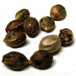 Семена марихуаны АК-47  (Seeds AK-47) в Дорогобуже